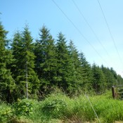 Forest Washington Coast