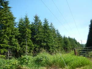 Forest Washington Coast Road Trip from Seattle to Oregon
