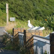 seagull getting closer