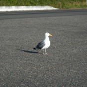 seagull