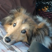 Punkin being cute