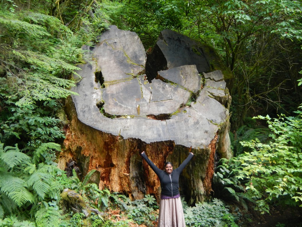 Redwood Base California Giant Redwood Base Lauren