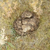 Buffalo Poop :-)
