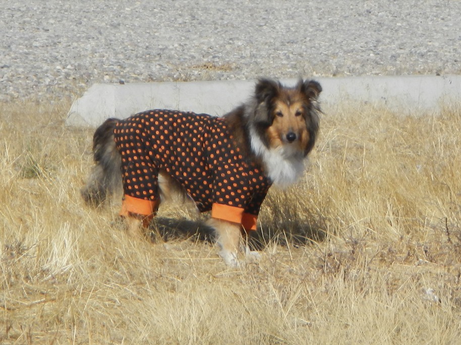 Punkin at a rest area