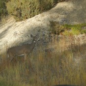 A deer on the roadside!
