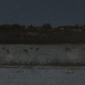 Roadside Elk along the Alaska Highway