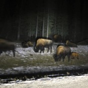 Bison Grazing along the Alaskan Highway