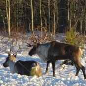 Roadside Elk on the Alaskan highway