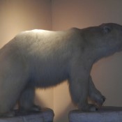 Stuffed Polar bear at Pikes Waterfront Lodge Fairbanks Alaska