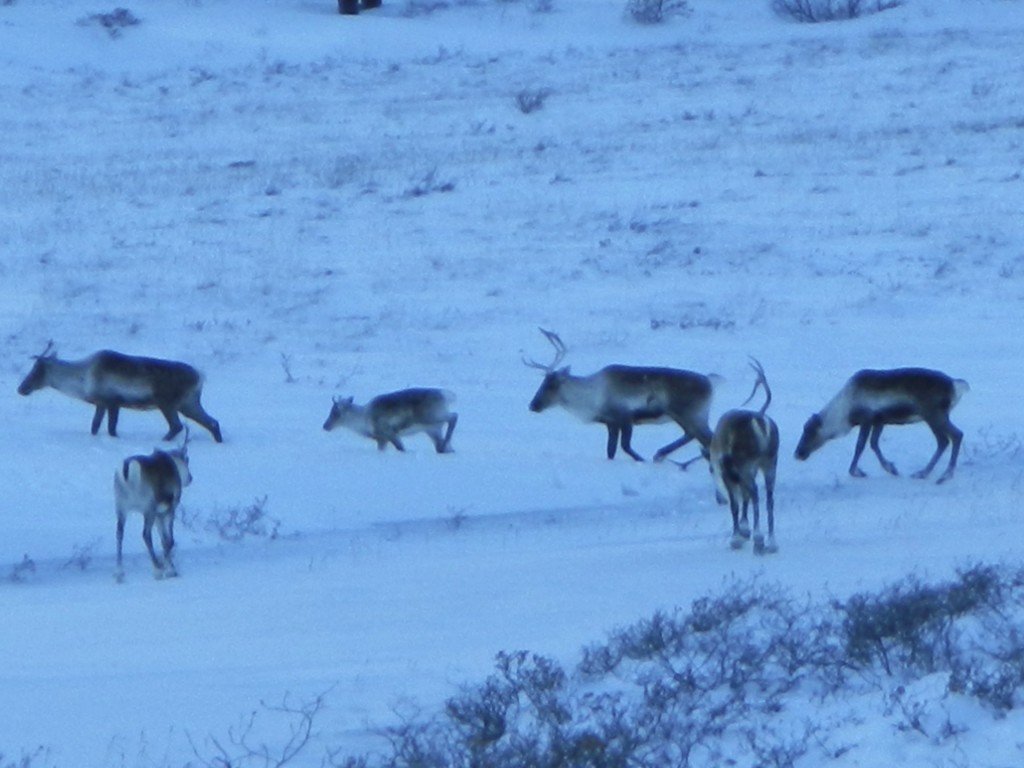 Migrating herd of Caribou | Alaska Migrating herd of Caribou | Alaska