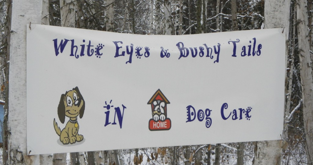 White Eyes and Bushy Tails Fairbanks Alaska White Eyes and Bushy Tails Fairbanks Alaska