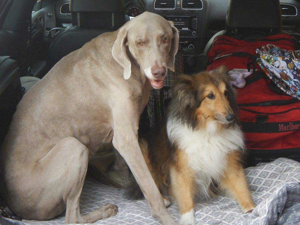 Dogs in the back of the GTI
