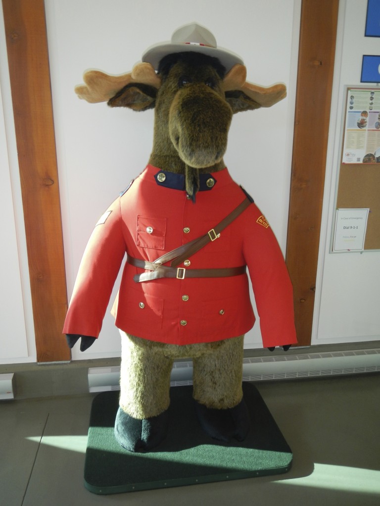 Canadian Moose