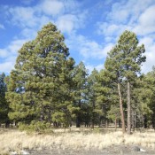 Coconino National Forest in Arizona - The Drive Grand Canyon