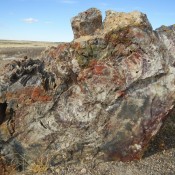 Close up of Petrified logs in the Petrified Forest Arizona