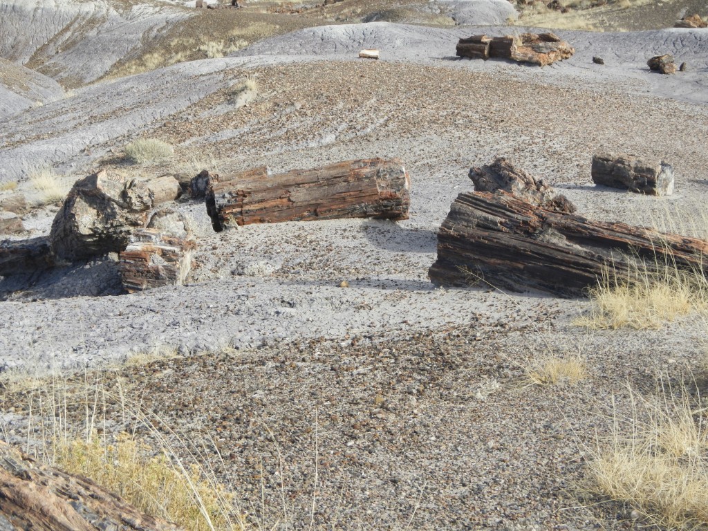 Logs Strewn about in the Petrified Forest Arizona Logs Strewn about in the Petrified Forest Arizona