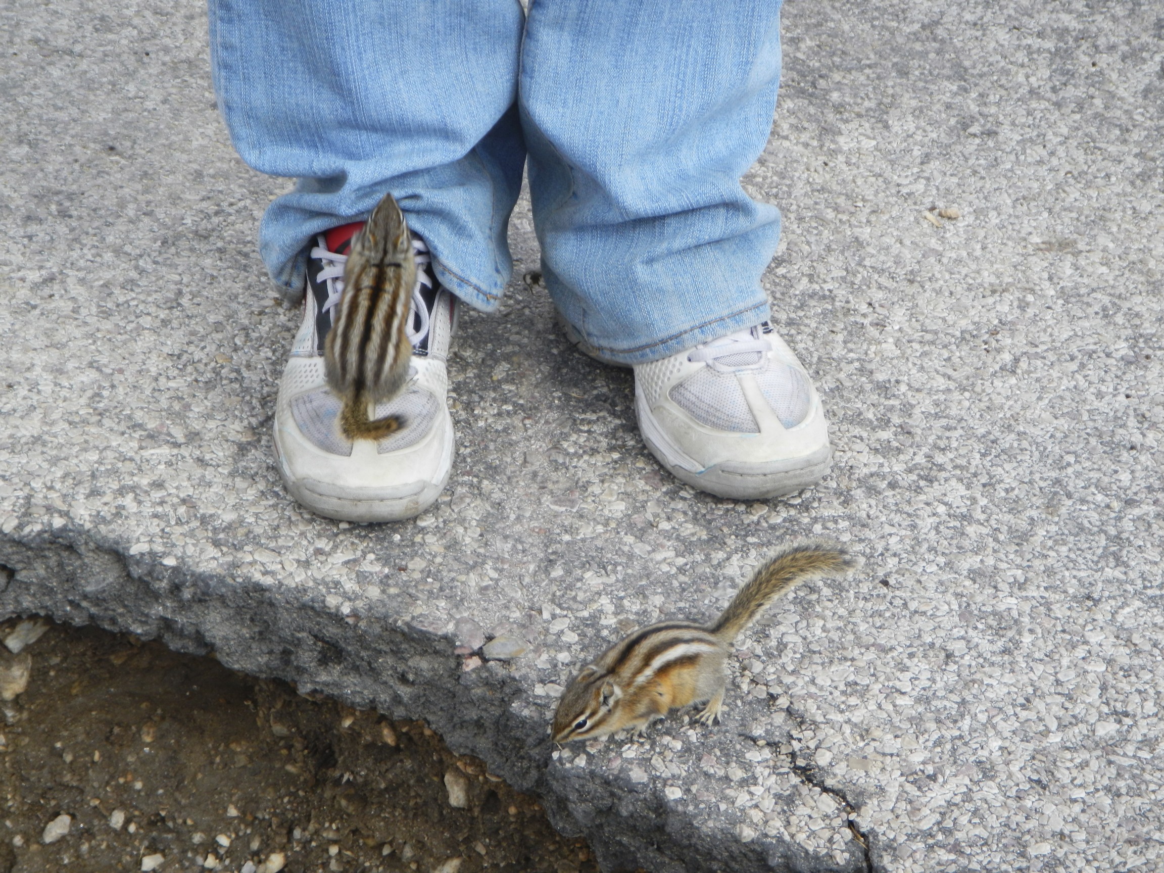 The Chipmunks of Custer State Park