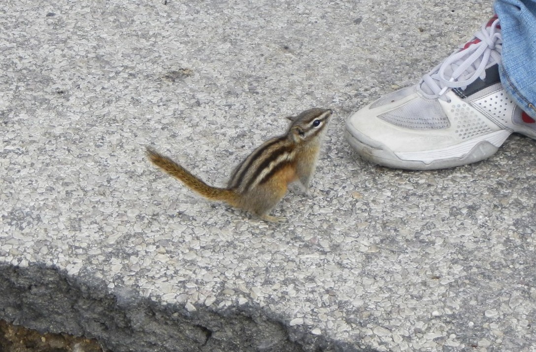 The Chipmunks of Custer State Park