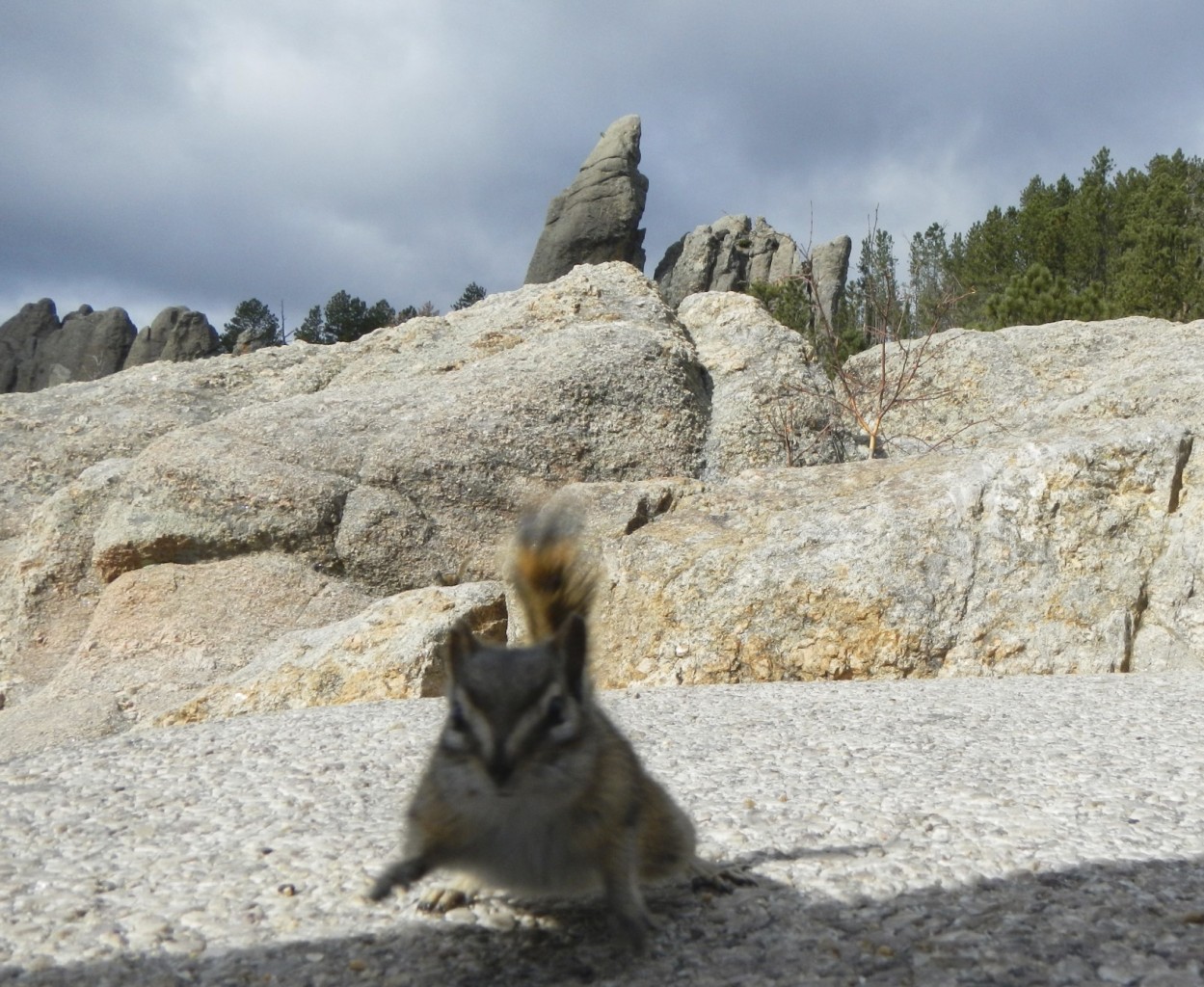 Chipmunks of Custer State Park