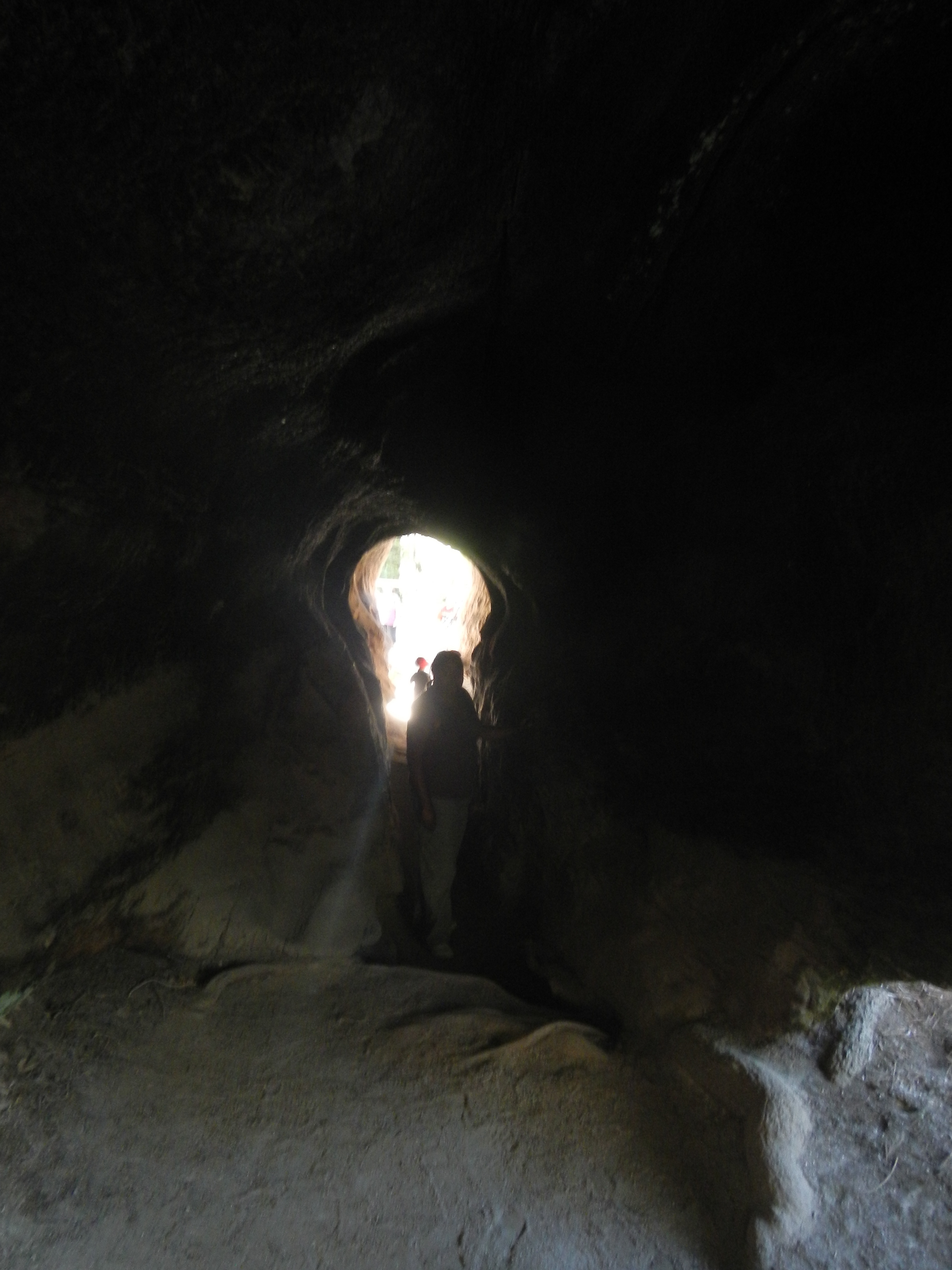 #FriFotos #Shadows - Giant Redwood