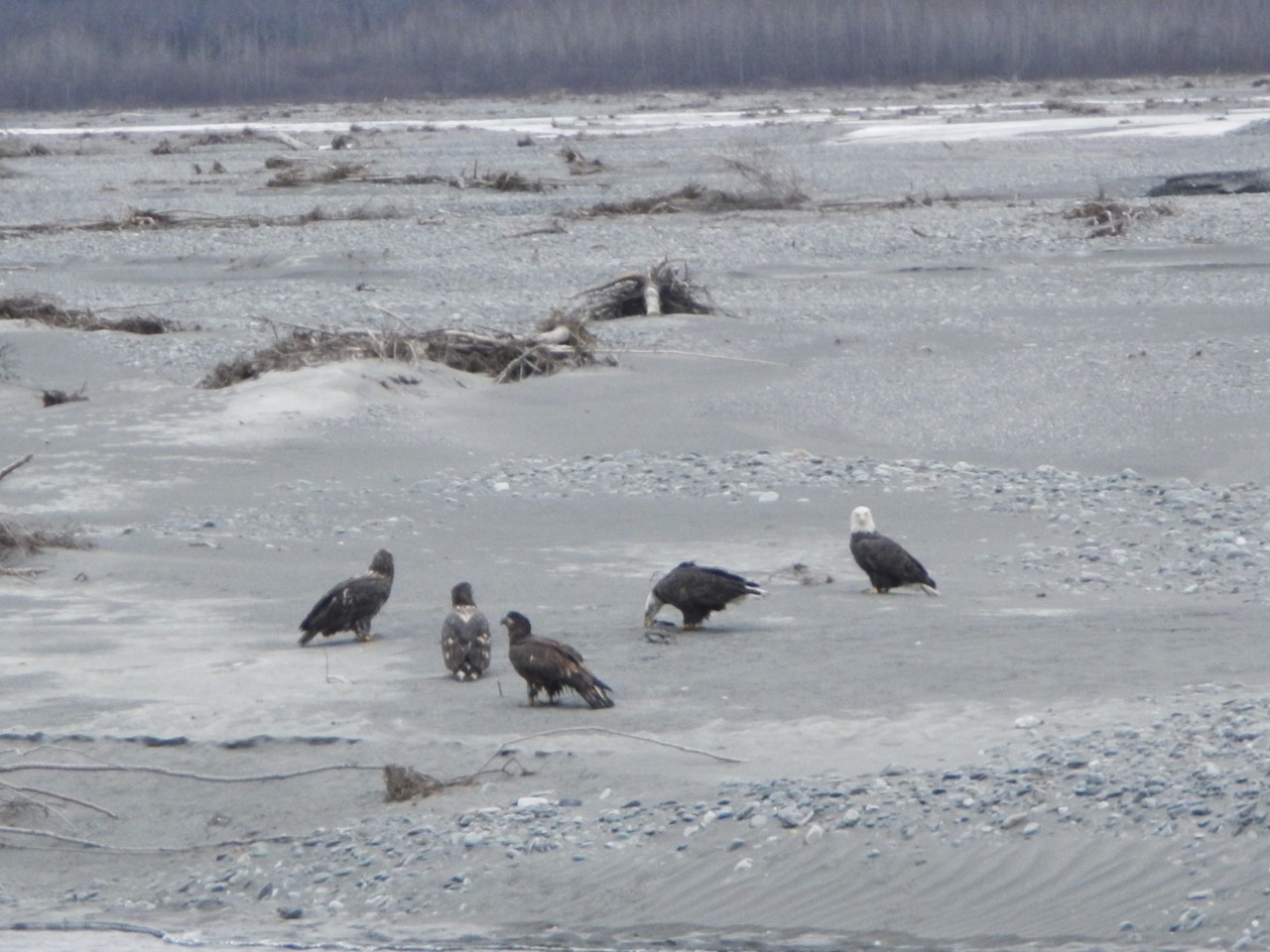 Bald Eagles Flock of Bald Eagles in Valdez, AK