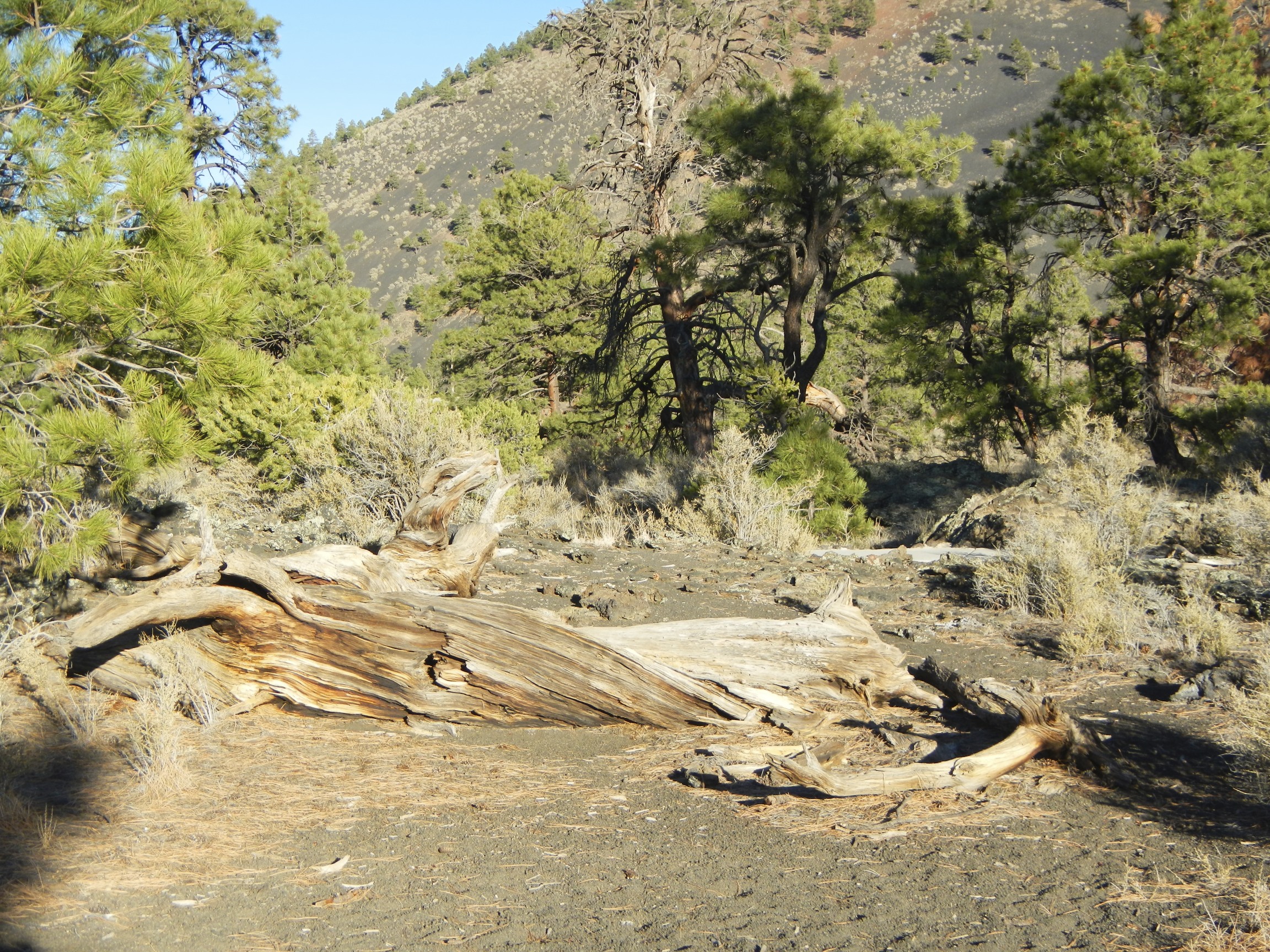 A Petrified Tree Sunset Crater Petrified Tree in Sunset Crater