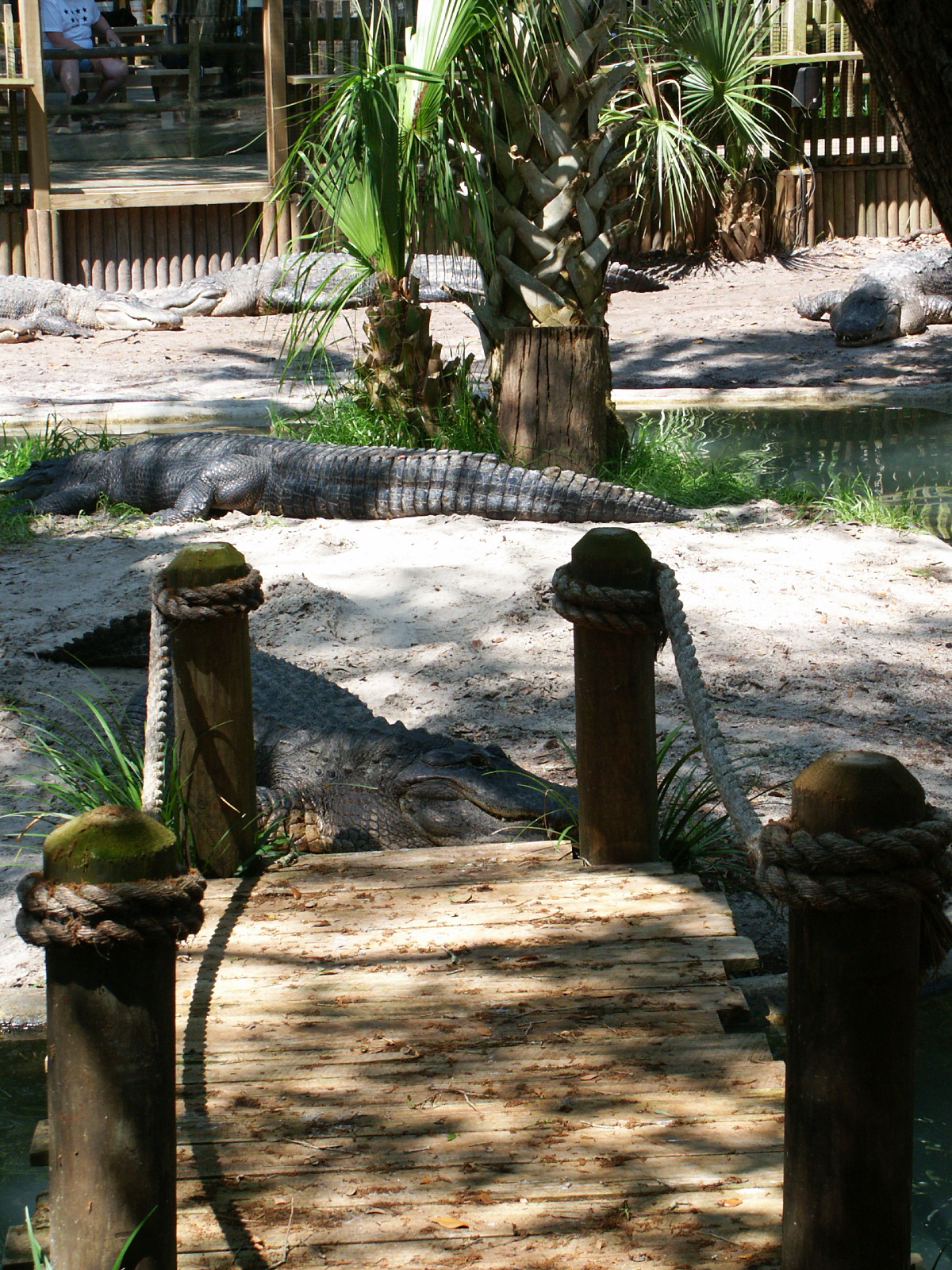 #FriFotos #shadows
