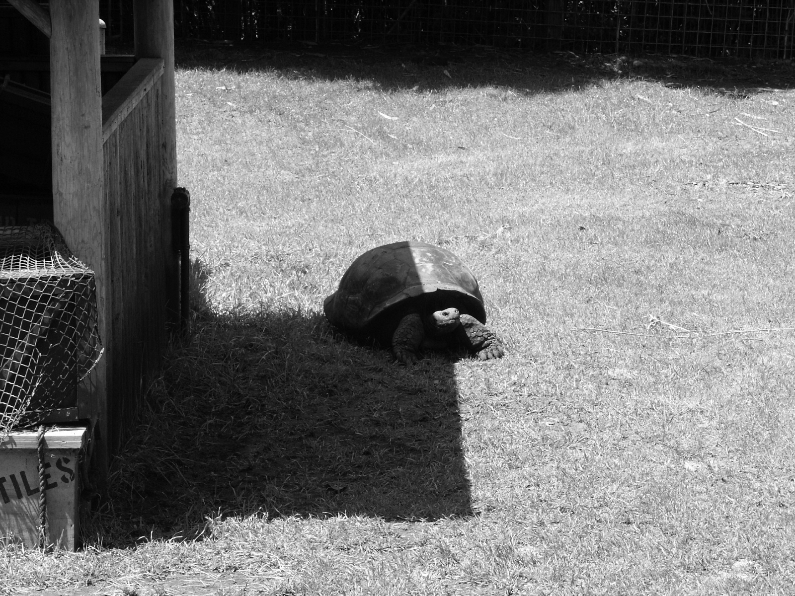 #FriFotos #Shadows