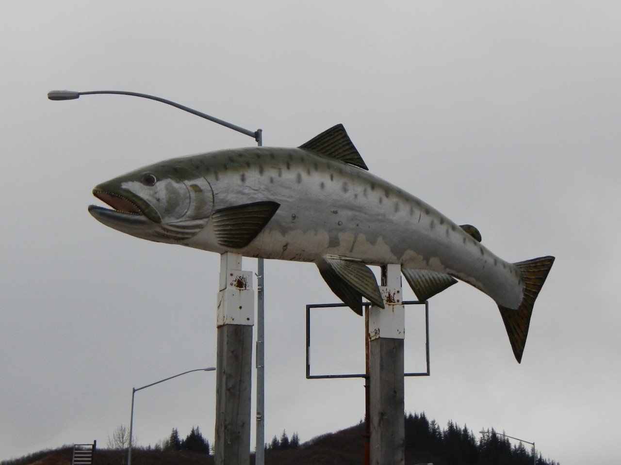 Giant Salmon Valdez Ak Giant Salmon Valdez Ak