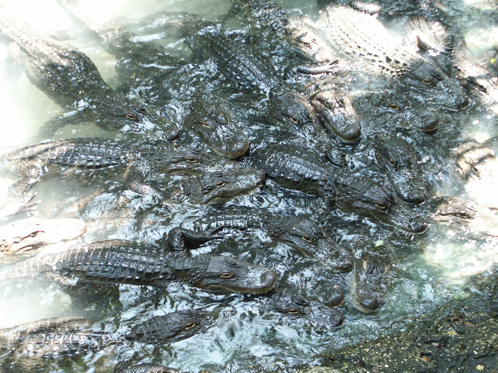 Pile of alligators