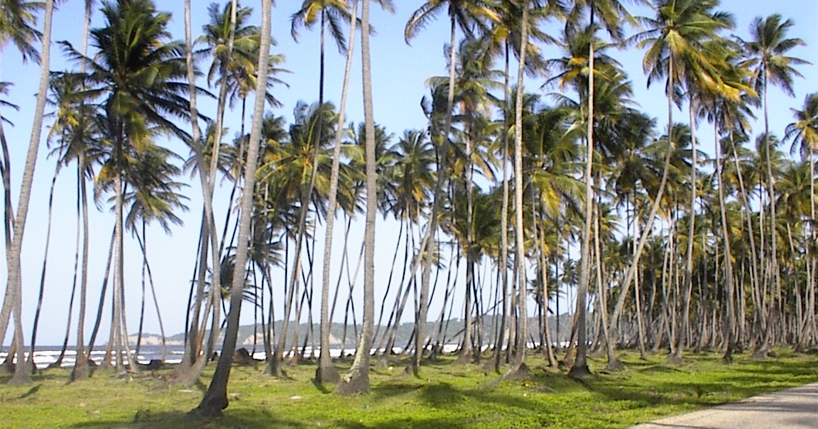 Tree Farm