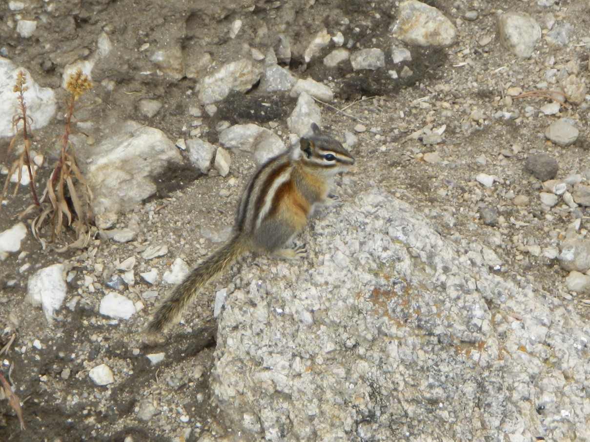 Chipmunk Close Up Chipmunk of Custer Park