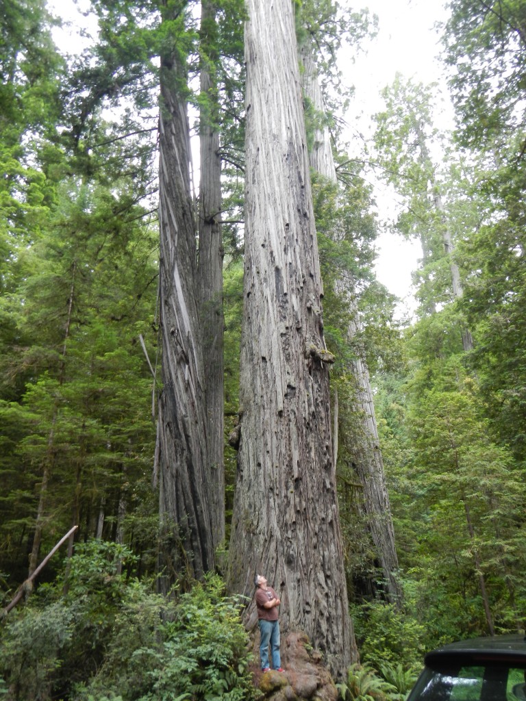 Stouts Grove California