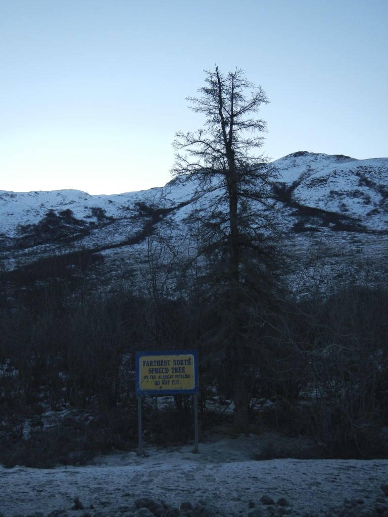 Farthest North Spruce Tree