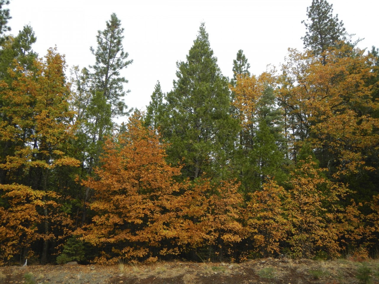Tree in Fall