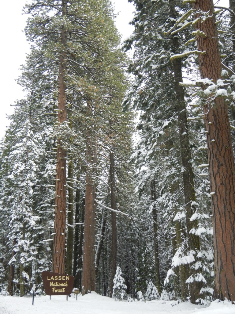 Lassen National Forest 