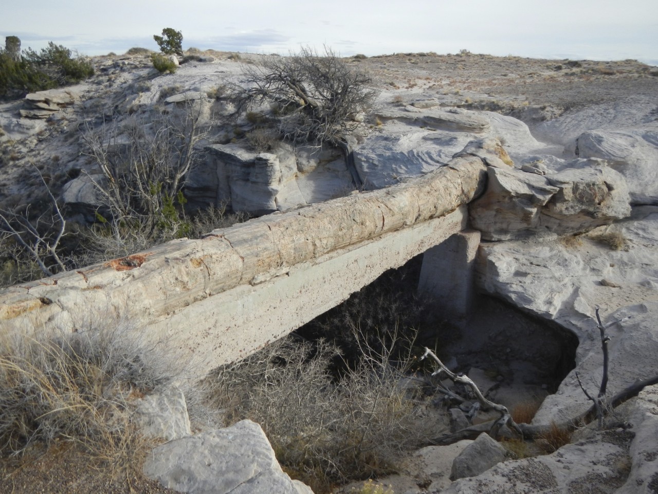 Petrified Tree 