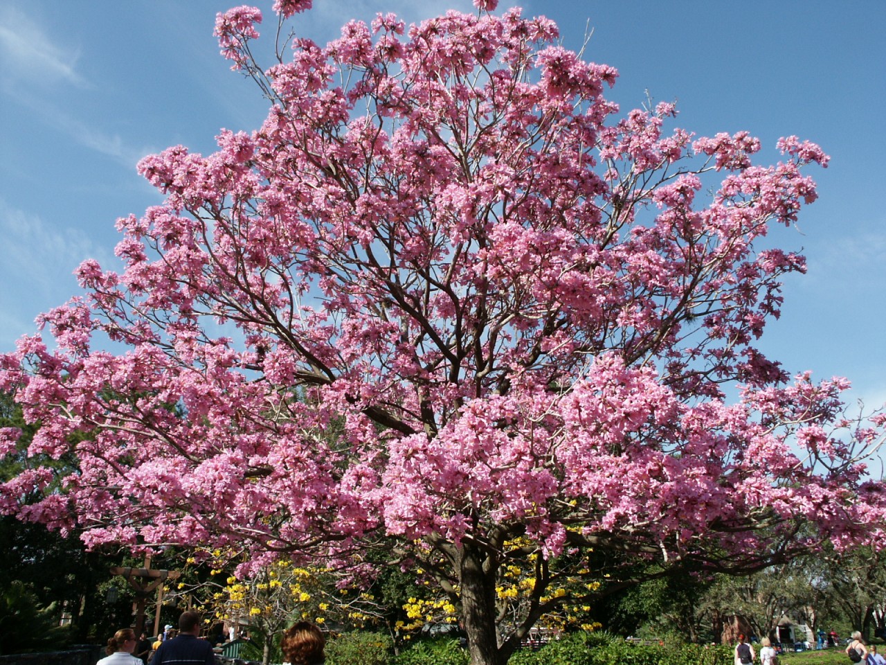 Frifotos Trees