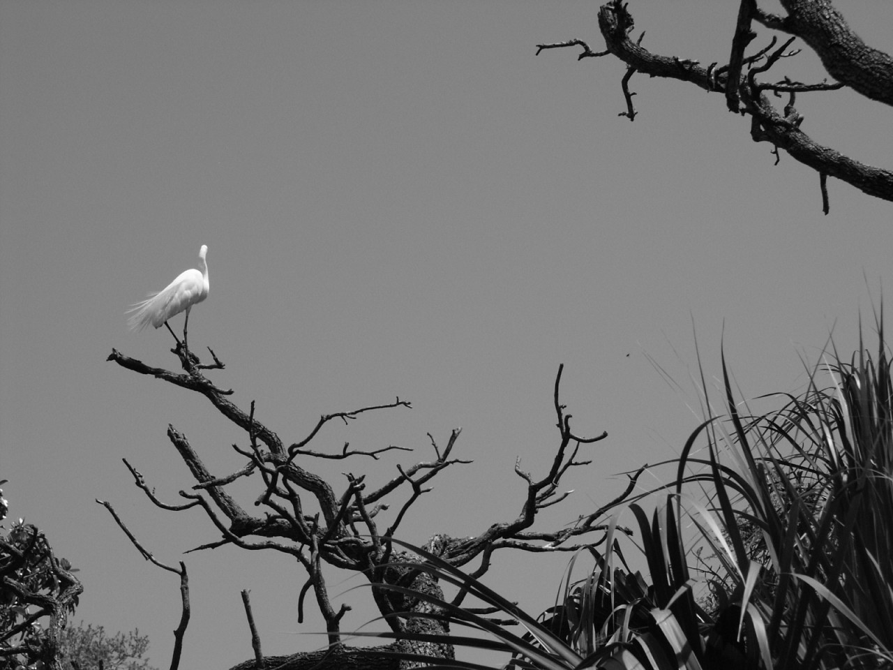 Florida Everglades
