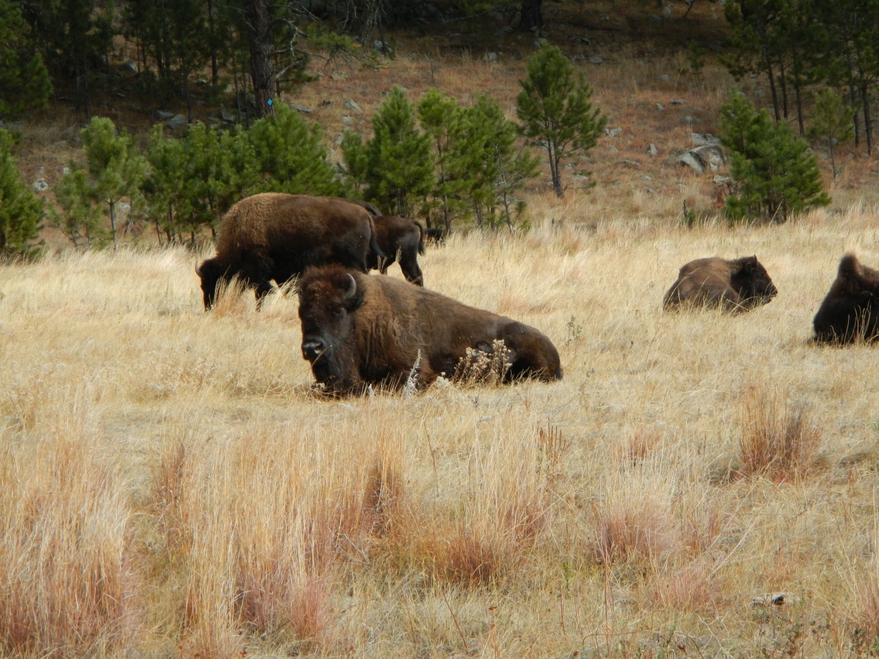 Bison Bison Roaming in Custer Park