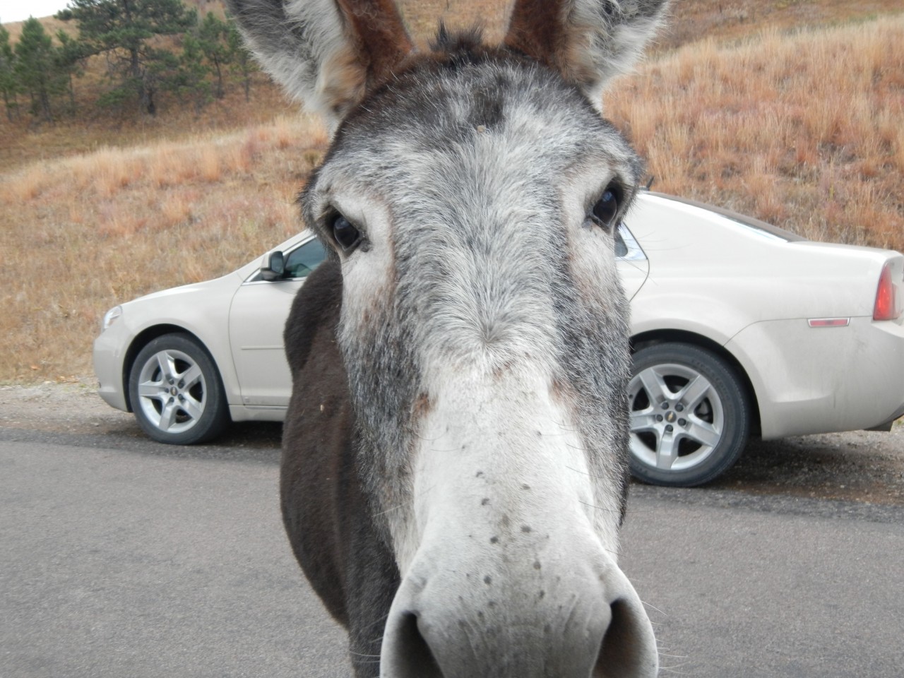 Jackass! Road Trip Planner Donkey