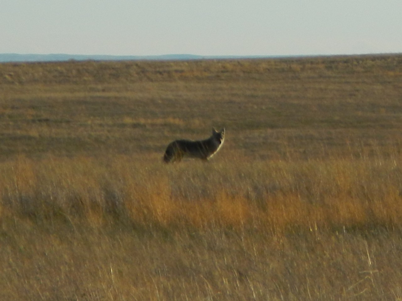 Badlands Coyote Coyote in the grass