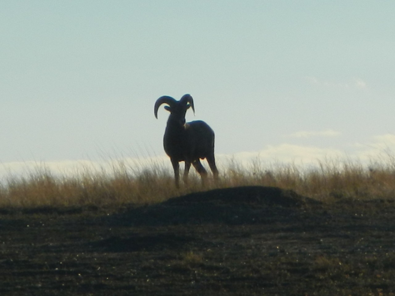 Big Horn Sheep Silhouette of a BIg Horn Sheep