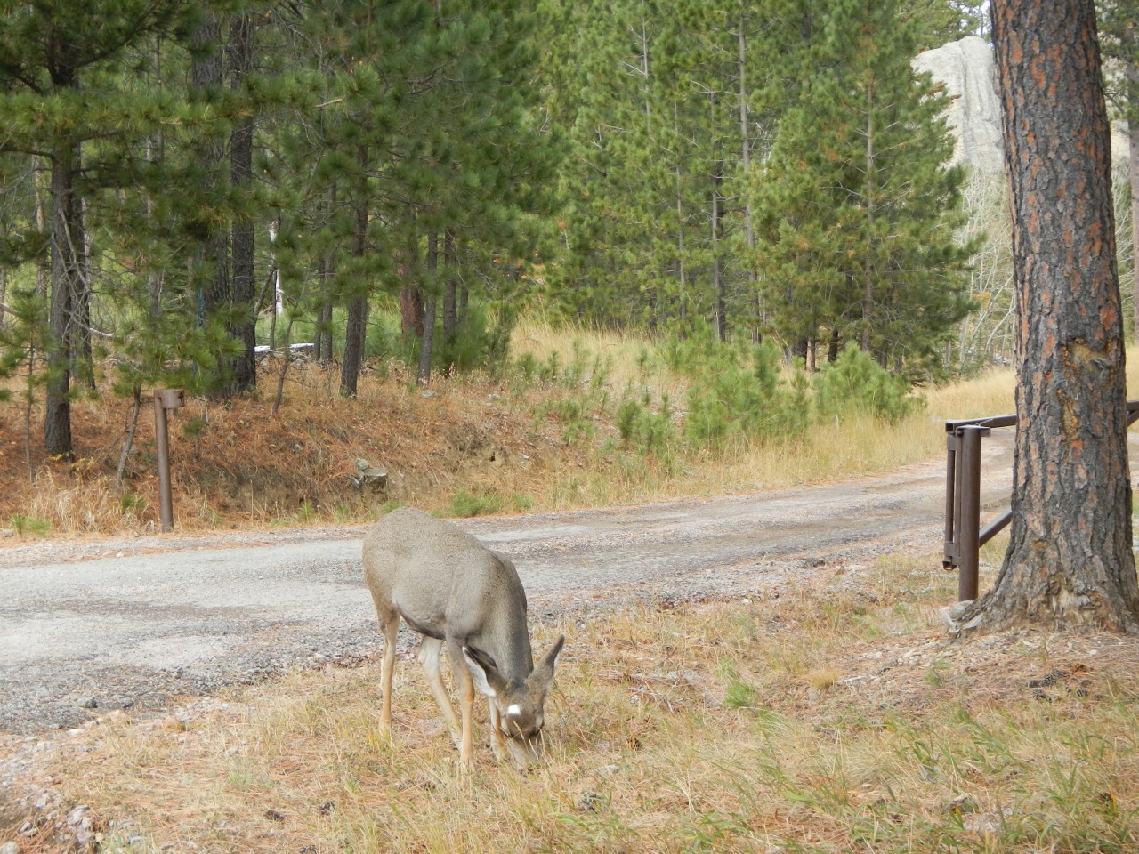 Deer Grazing Deer Grazing in Custer Park