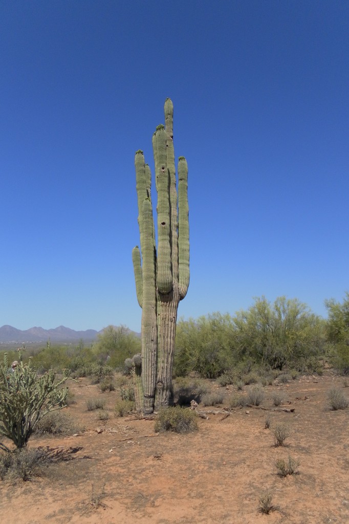 Cactus