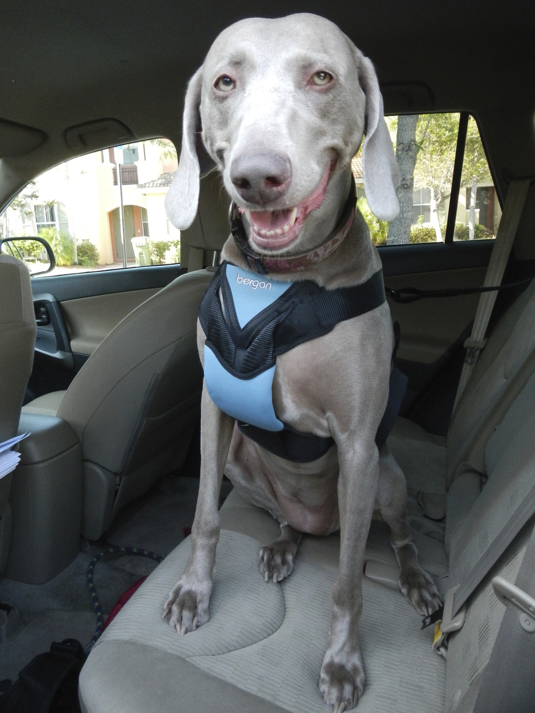 Safe Dog Travel Bergan Pet Review Dog Auto Harness