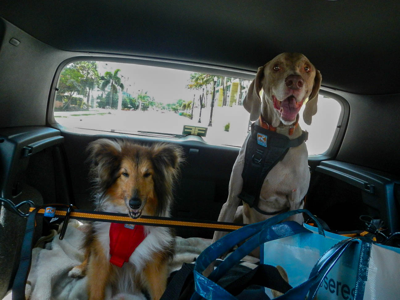 Dog Car Safety Kurgo Auto Harness Zip Line Review