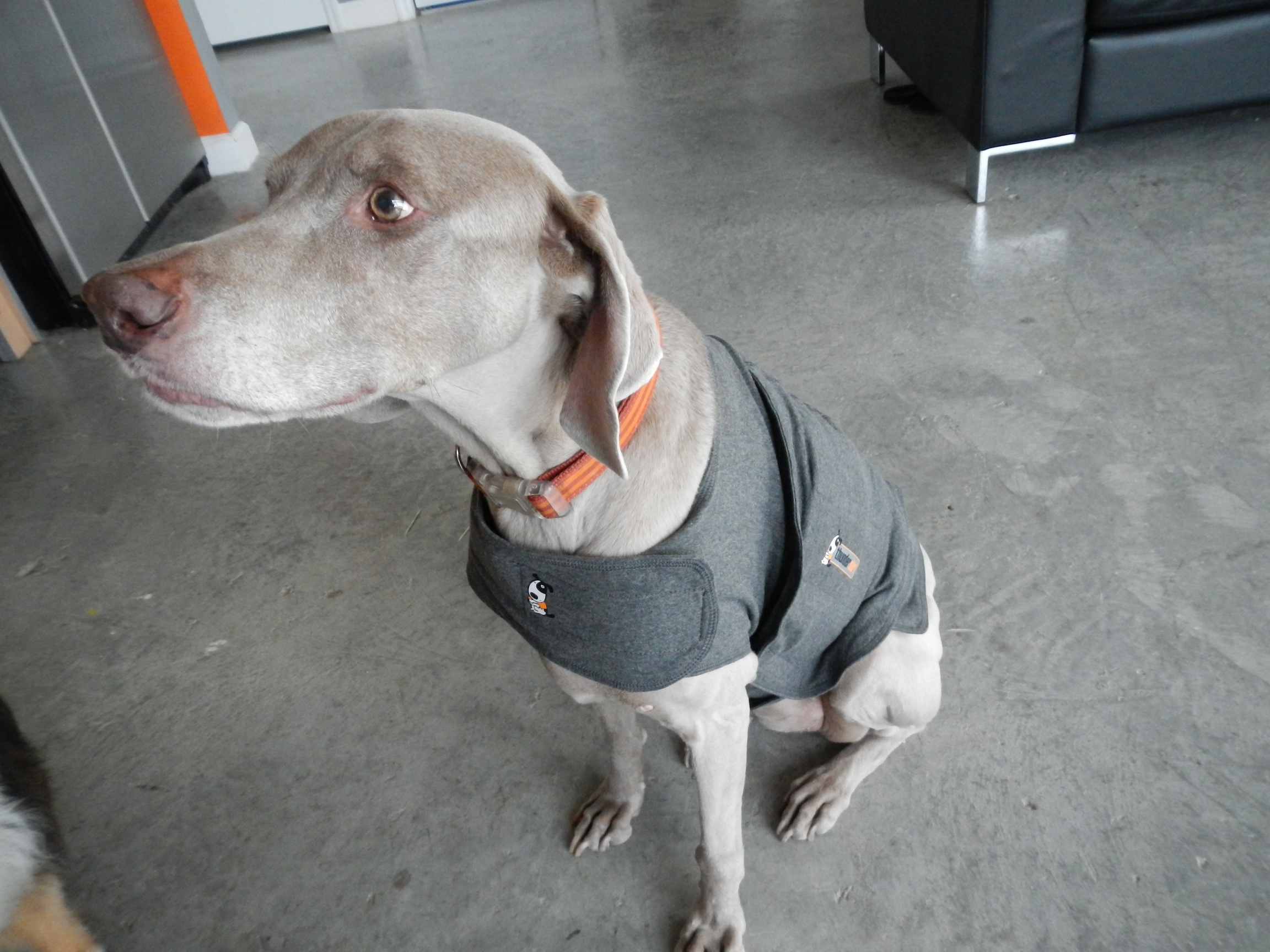 amazon dog thunder shirts