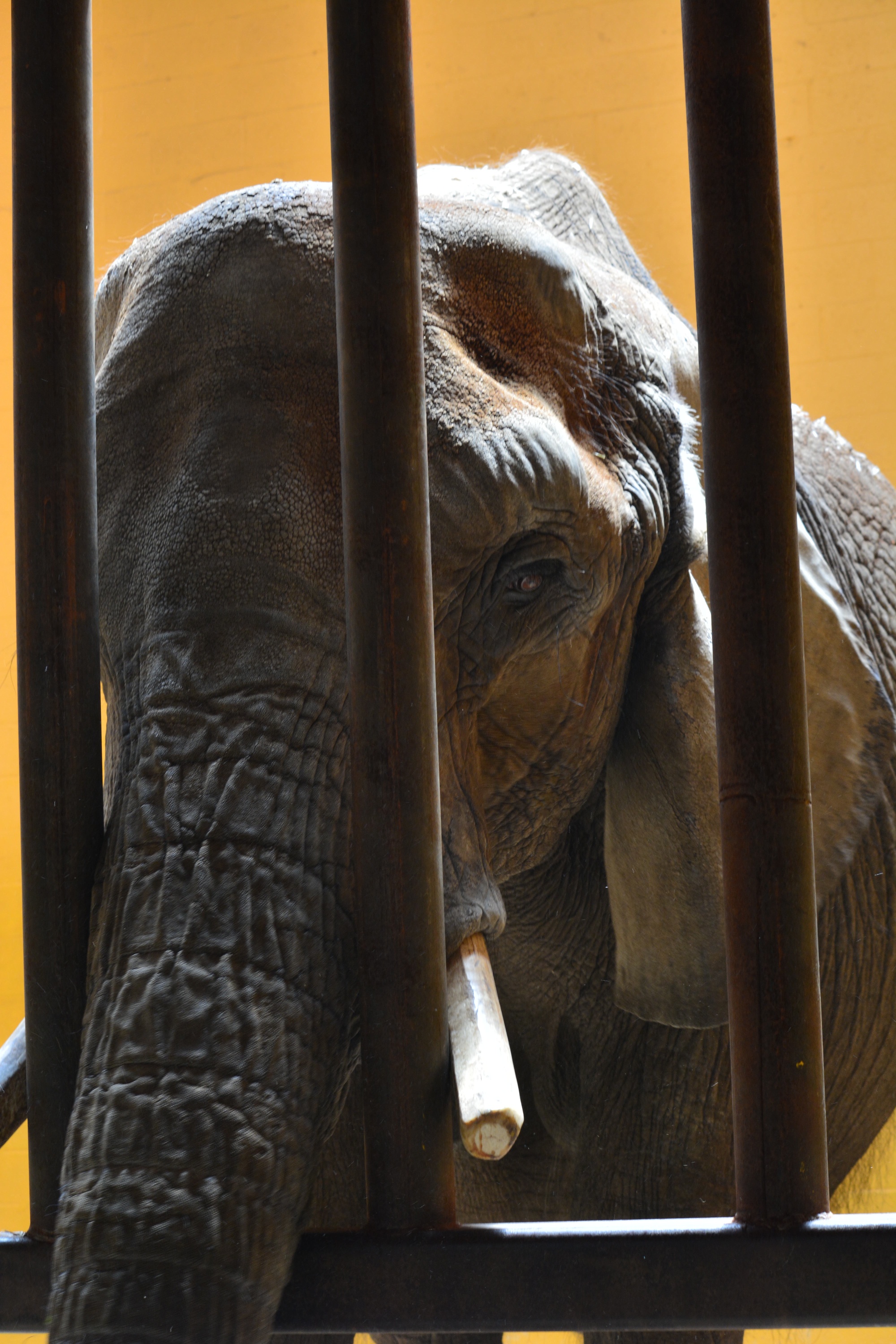 Elephant at the zoo