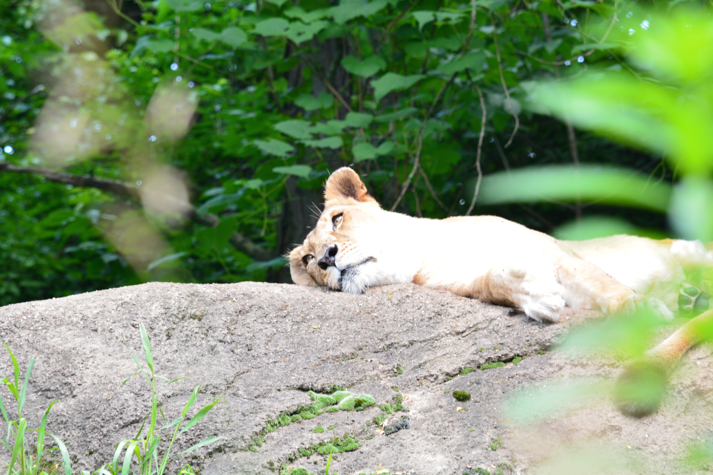 Lazy lioness